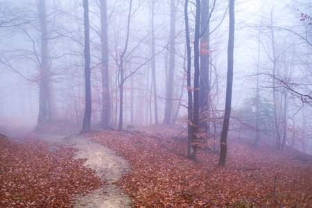 Early morning in the beech forest with fog, Cindrel mountains, Romaniaの写真素材