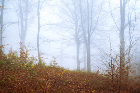 Early morning in the beech forest with fog, Cindrel mountains, Romaniaの写真素材