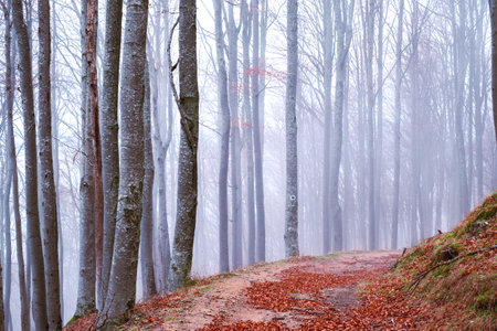 Early morning in the beech forest with fog, Cindrel mountains, Romaniaの写真素材