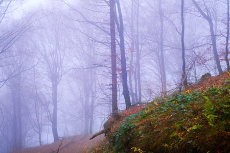 Early morning in the beech forest with fog, Cindrel mountains, Romaniaの写真素材