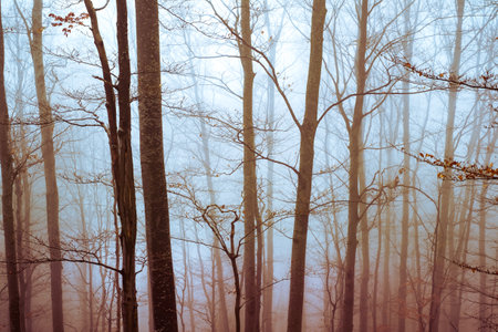 Early morning in the beech forest with fog, Cindrel mountains, Romaniaの写真素材