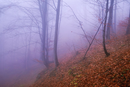 Early morning in the beech forest with fog, Cindrel mountains, Romaniaの写真素材