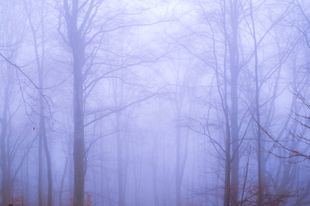 Early morning in the beech forest with fog, Cindrel mountains, Romaniaの写真素材