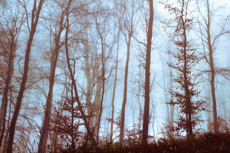 Early morning in the beech forest with fog, Cindrel mountains, Romania