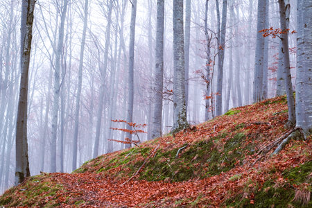 Early morning in the beech forest with fog, Cindrel mountains, Romania