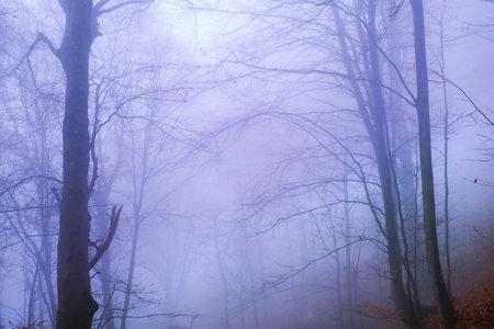 Early morning in the beech forest with fog, Cindrel mountains, Romaniaの写真素材