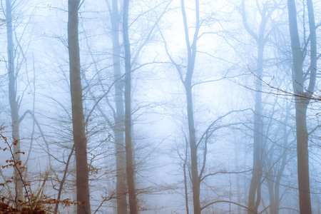 Early morning in the beech forest with fog, Cindrel mountains, Romaniaの写真素材