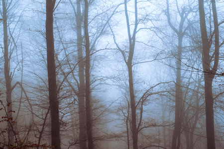 Early morning in the beech forest with fog, Cindrel mountains, Romaniaの写真素材