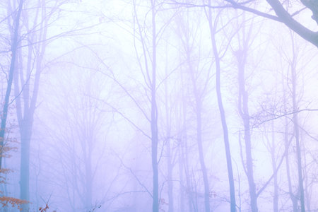 Early morning in the beech forest with fog, Cindrel mountains, Romania
