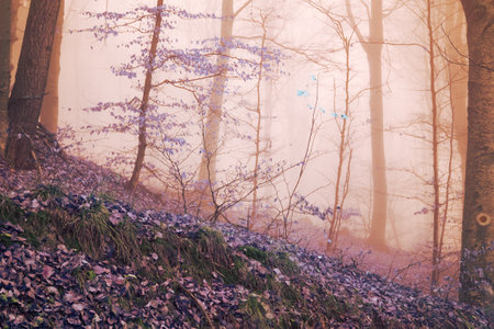Early morning in the beech forest with fog, Cindrel mountains, Romaniaの写真素材