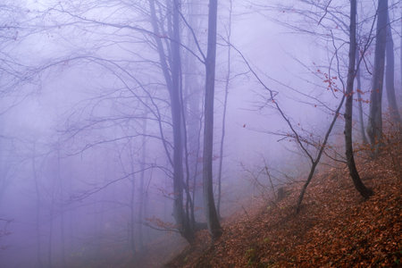 Early morning in the beech forest with fog, Cindrel mountains, Romaniaの写真素材