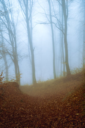 Early morning in the beech forest with fog, Cindrel mountains, Romaniaの写真素材