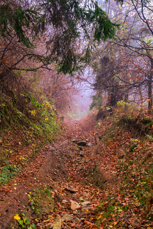 Early morning in the beech forest with fog, Cindrel mountains, Romaniaの写真素材