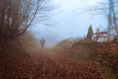 Early morning in the beech forest with fog, Cindrel mountains, Romaniaの写真素材