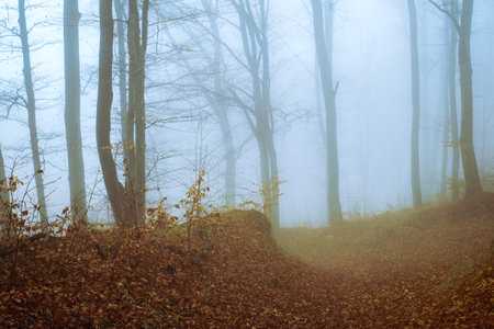 Early morning in the beech forest with fog, Cindrel mountains, Romaniaの写真素材