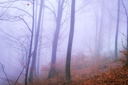 Early morning in the beech forest with fog, Cindrel mountains, Romaniaの写真素材