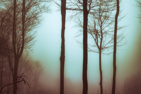 Early morning in the beech forest with fog, Cindrel mountains, Romaniaの写真素材
