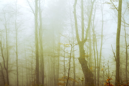Early morning in the beech forest with fog, Cindrel mountains, Romaniaの写真素材