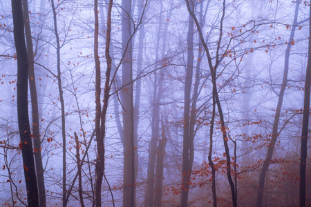 Early morning in the beech forest with fog, Cindrel mountains, Romaniaの写真素材