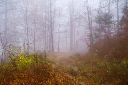 Early morning in the beech forest with fog, Cindrel mountains, Romaniaの写真素材