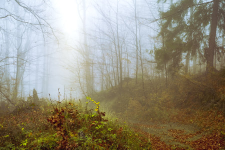 Early morning in the beech forest with fog, Cindrel mountains, Romaniaの写真素材