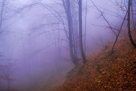 Early morning in the beech forest with fog, Cindrel mountains, Romaniaの写真素材