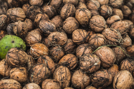 Freshly picked walnuts background textureの写真素材