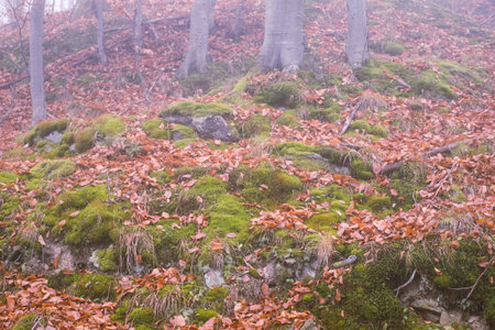 Early morning in the beech forest with fog, Cindrel mountains, Romaniaの写真素材