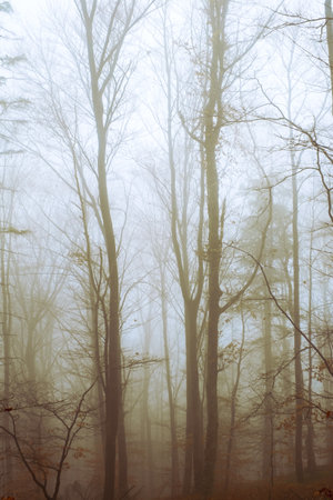 Early morning in the beech forest with fog, Cindrel mountains, Romaniaの写真素材