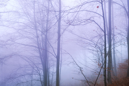 Early morning in the beech forest with fog, Cindrel mountains, Romaniaの写真素材