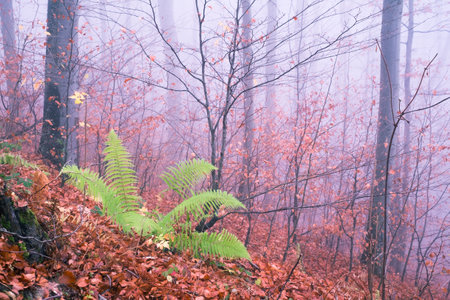 Early morning in the beech forest with fog, Cindrel mountains, Romaniaの写真素材
