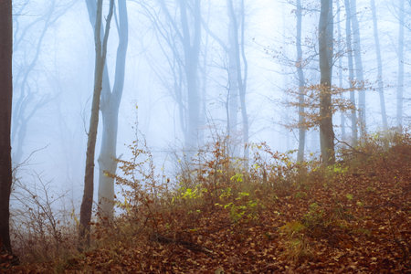 Early morning in the beech forest with fog, Cindrel mountains, Romaniaの写真素材