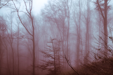Early morning in the beech forest with fog, Cindrel mountains, Romaniaの写真素材