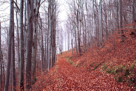 Early morning in the beech forest with fog, Cindrel mountains, Romaniaの写真素材