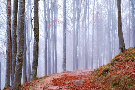 Early morning in the beech forest with fog, Cindrel mountains, Romaniaの写真素材