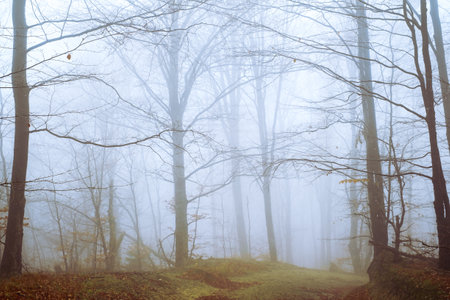 Early morning in the beech forest with fog, Cindrel mountains, Romaniaの写真素材
