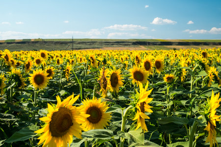 Field of green sunflowers with cloudy skyの写真素材