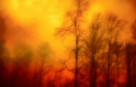 Early morning in the beech forest with fog, Cindrel mountains, Romaniaの写真素材
