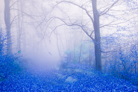 Early morning in the beech forest with fog, Cindrel mountains, Romaniaの写真素材