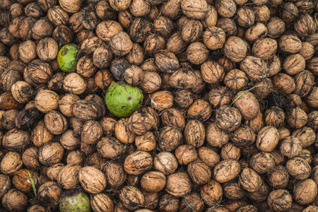 Freshly picked walnuts background textureの写真素材