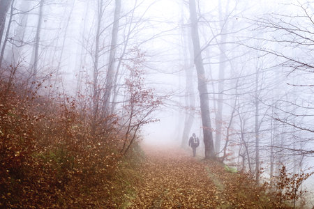 Early morning in the beech forest with fog, Cindrel mountains, Romaniaの写真素材