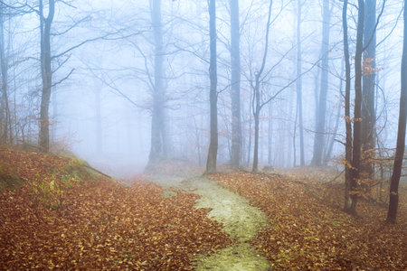 Early morning in the beech forest with fog, Cindrel mountains, Romaniaの写真素材