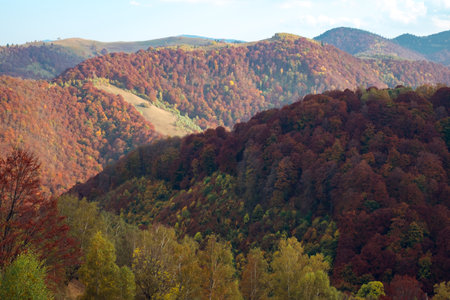 Mountains in the fall season, Paltinis area, Sibiu county, Romaniaの写真素材