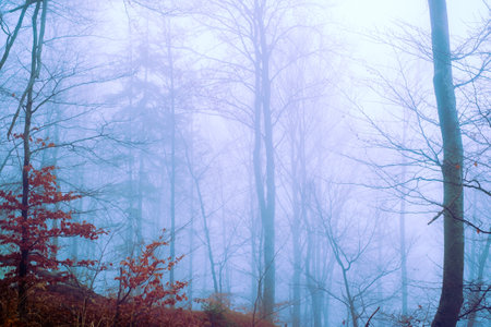Early morning in the beech forest with fog, Cindrel mountains, Romaniaの写真素材