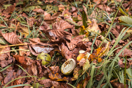 fallen walnuts in the grassの写真素材