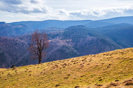 Mountains in the fall season, Paltinis area, Sibiu county, Romaniaの写真素材