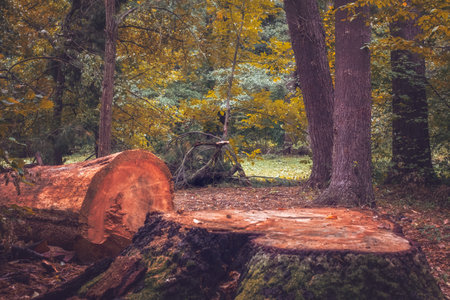 Fresh cut tree in the forest.の写真素材