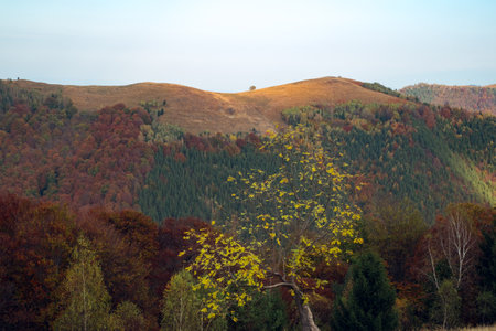 Mountains in the fall season, Paltinis area, Sibiu county, Romaniaの写真素材