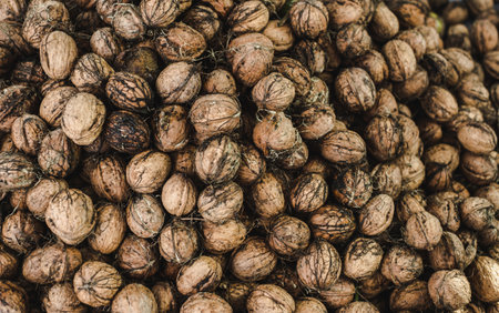 Freshly picked walnuts background textureの写真素材