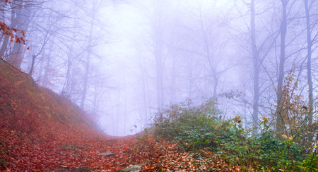 Early morning in the beech forest with fog, Cindrel mountains, Romaniaの写真素材